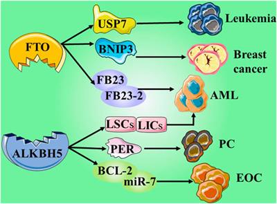 Methylation Landscape: Targeting Writer or Eraser to Discover Anti-Cancer Drug